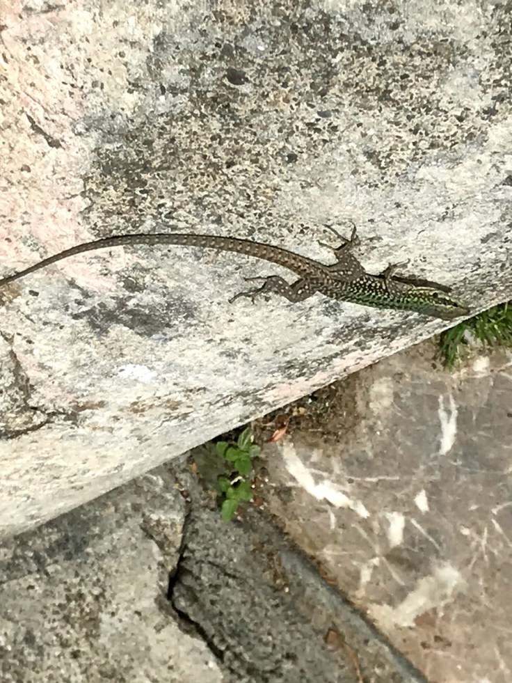 lizard